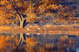 Bosque del Apache_73849